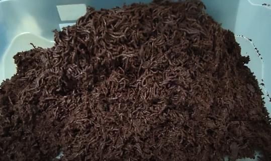 Masa de cacao recién molida en la planta de CPC